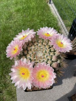 Notocactus roseoluteus